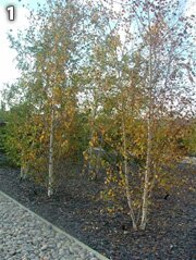 Autumn tints of Birch trees
